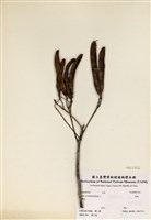 藏品(黃槐)的圖片